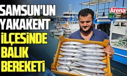 Samsun'un Yakakent İlçesinde balık bereketi