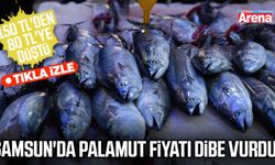 Samsun'da palamut fiyatı dibe vurdu!