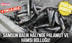 Samsun Balık Hali’nde palamut ve hamsi bolluğu!
