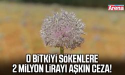 O bitkiyi sökenlere 2 milyon lirayı aşkın ceza!