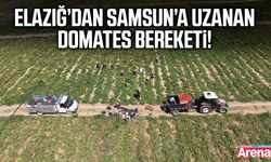 Elazığ’dan Samsun’a uzanan domates bereketi!