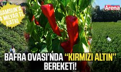Bafra Ovası’nda kırmızı altın bereketi!