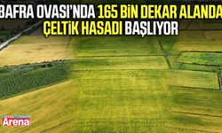 Bafra Ovası’nda 165 bin dekar alanda çeltik hasadı başlıyor