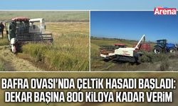 Bafra Ovası'nda çeltik hasadı başladı