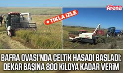 Bafra Ovası'nda çeltik hasadı başladı