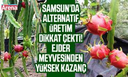 Samsun’da ejder meyvesi bereketi! Üretici 1 ton ürün bekliyor