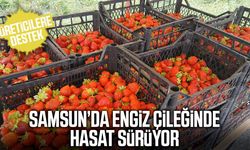 Samsun’da Engiz çileğinde hasat sürüyor