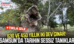 Samsun’da tarihin sessiz tanıkları 630 ve 450 yıllık iki dev çınar!