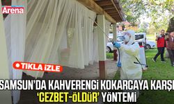 Samsun’da kahverengi kokarcaya karşı cezbet-öldür yöntemi