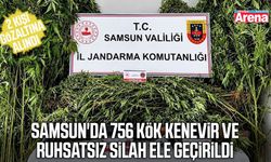 Samsun'da 756 kök kenevir ve ruhsatsız silah ele geçirildi