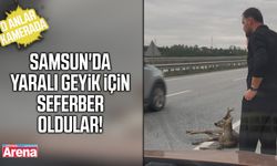 Samsun'da yaralı geyik için seferber oldular!