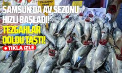 Karadeniz’de vira bismillah bereketi: Palamut tezgâhları doldurdu!