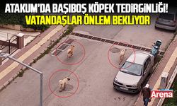 Atakum’da başıboş köpek tedirginliği! Vatandaşlar önlem bekliyor