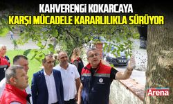 Samsun'da kahverengi kokarcaya karşı mücadele kararlılıkla sürüyor