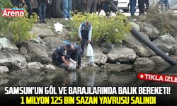 Samsun’un göl ve barajlarında balık bereketi! 1 milyon 125 bin sazan yavrusu salındı