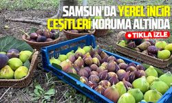 Samsun'da yerel incir çeşitleri koruma altında