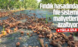 Fındık hasadında file sistemi maliyetleri azaltıyor