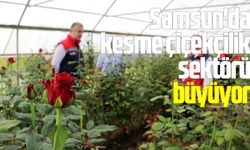 Samsun'da kesme çiçekçilik potansiyeli büyüyor