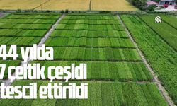 44 yılda 7 çeltik çeşidini tescil ettirildi