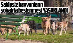 Sahipsiz hayvanların sokakta beslenmesi yasaklandı