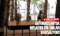 Alaçam'da Geyikkoşan'a yoğun ilgi
