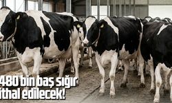 480 bin baş sığır ithal edilecek!