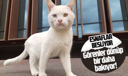 Bembeyaz kürkü ve gözleriyle Atakum sokaklarının neşesi