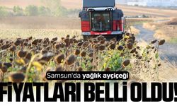 Samsun'da yağlık ayçiçeği fiyatları belli oldu!