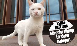 Bembeyaz kürkü ve gözleriyle Atakum sokaklarının neşesi