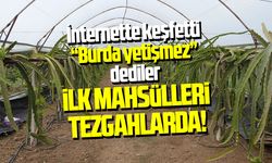 Çarşamba'da tropikal başarı: Hasat için gün sayıyor