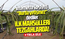 Çarşamba'da tropikal başarı: Hasada başladı