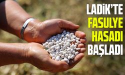 Samsun Ladik'te fasulye hasadı başladı