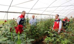 Samsun'da kesme çiçekçilik potansiyeli büyüyor