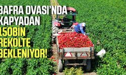 Bafra Ovası’nda bu yıl kapyadan 150 bin ton rekolte bekleniyor!