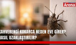 Kahverengi kokarca neden eve girer? Nasıl uzaklaştırılır?