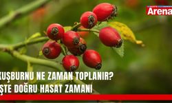 Kuşburnu ne zaman toplanır? İşte doğru hasat zamanı