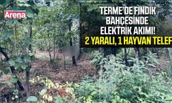 Terme’de fındık bahçesinde elektrik akımı: 2 kişi yaralandı, hayvan telef oldu