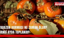 Trabzon hurması ne zaman olur? Hangi ayda toplanır?