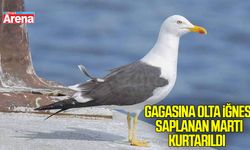 Samsun'da gagasına olta iğnesi saplanan martıyı okul görevlileri kurtardı