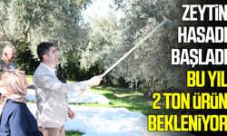Alaçam’da zeytin hasadı başladı! Bu yıl 2 ton ürün bekleniyor