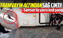 Tramvayın altına giren yavru kedi yürekleri ağza getirdi