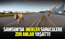 Samsun'da yola büyükbaş hayvanlar şaşkına çevirdi