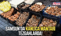 Samsun’da kanlıca mantarı tezgahlarda!