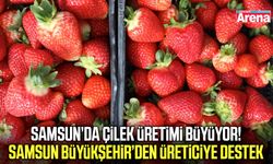 Samsun’da çilek bahçeleri hayatları değiştiriyor!