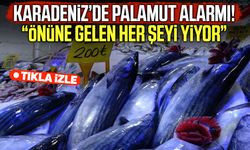 Karadeniz’de palamut alarmı: Önüne gelen her şeyi yiyor!