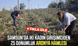 Samsun’da iki kadın girişimciden 25 dönümlük aronya hamlesi