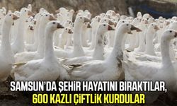 Samsun’da çocukluk hayali kaz çiftliğine dönüştü