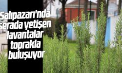 Salıpazarı'nda serada yetişen lavantalar toprakla buluşuyor
