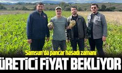 Vezirköprü'de pancar hasadı başladı