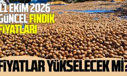 11 Ekim 2026 güncel fındık fiyatları